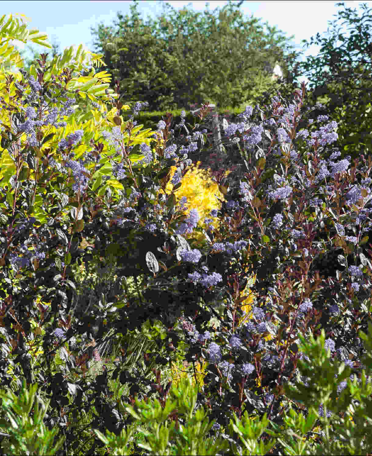 Ceanothus Tuxedo - Chocolate Leaf Californian Lilac - 9cm pot | 1 x 9cm | Blue