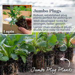Lupin 'legendary Blue Shades' - Blue & Violet Perennial Spires | 6 x Jumbo Plugs | Violet