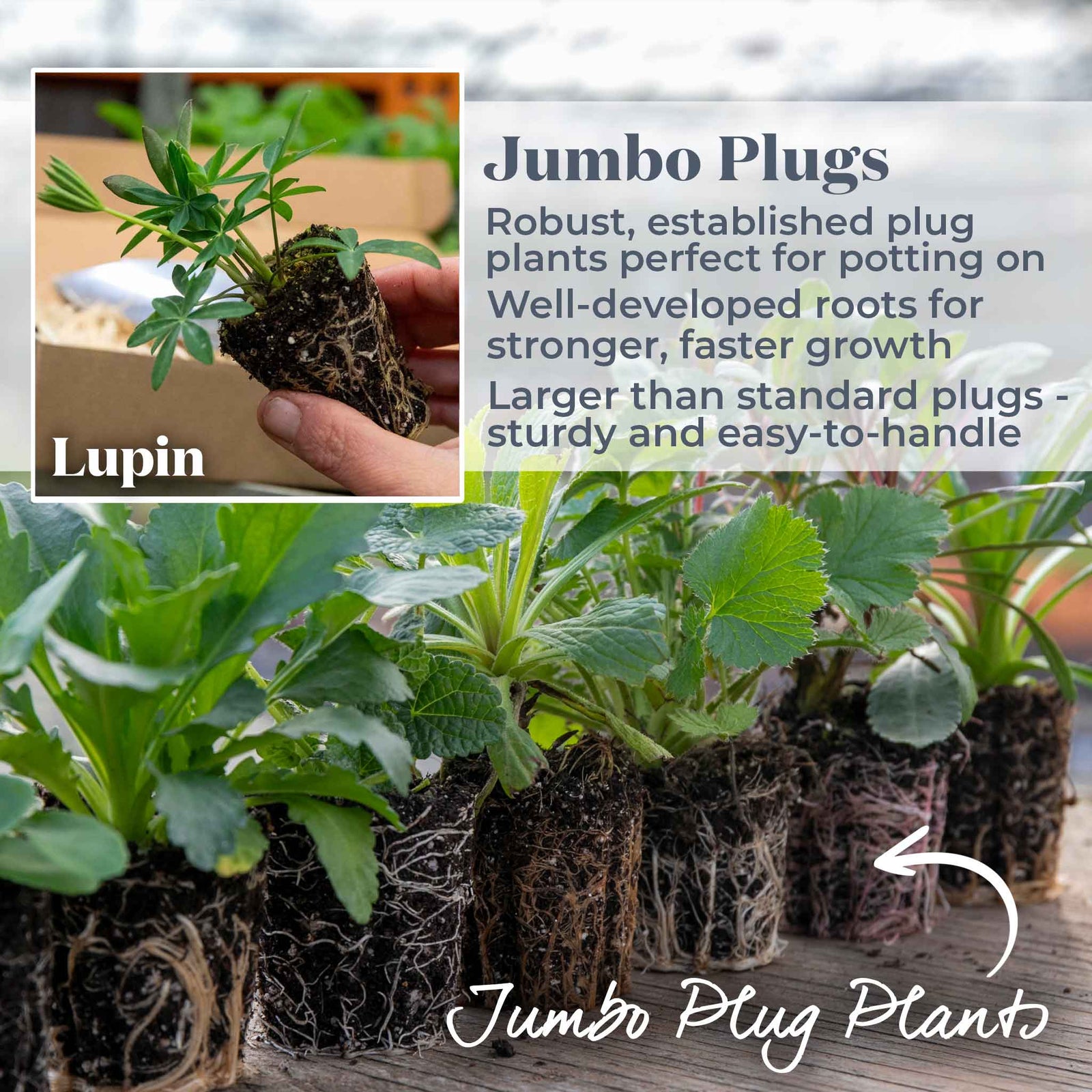 Lupin 'legendary Blue Shades' - Blue & Violet Perennial Spires | 6 x Jumbo Plugs | Violet