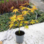 Acer Palmatum 'katsura' Japanese Maple - Ornamental | 1 x 9cm