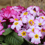 Primula Tinkerbells- Pretty In Pink, A Spring Treat 6 X Young Plants