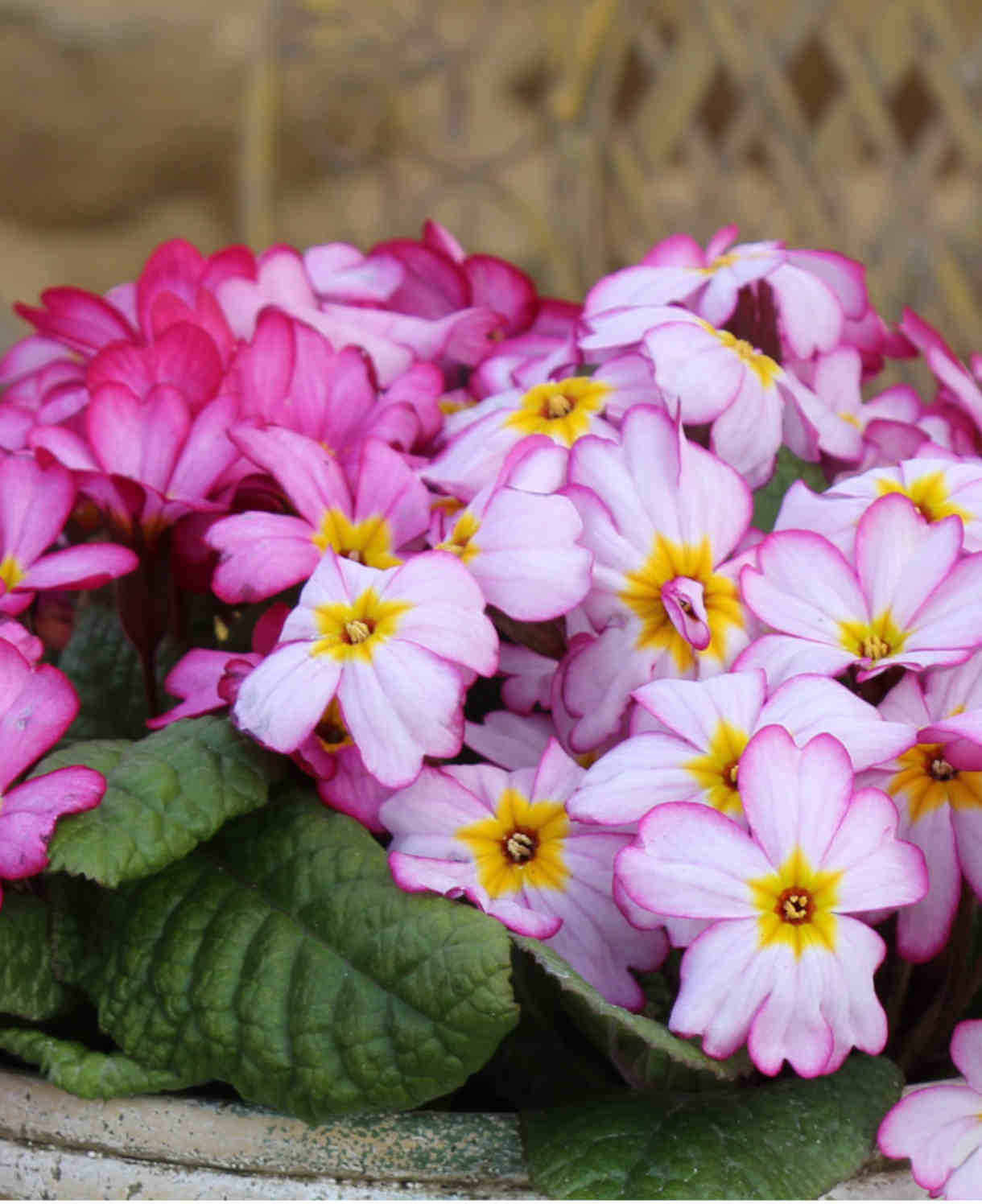 Primula Tinkerbells- Pretty In Pink, A Spring Treat 6 X Young Plants
