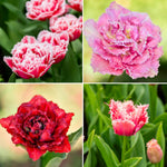Thompson & Morgan Tulip Frilly Fringed Collection - 32 Bulbs