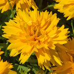 Coreopsis 'double The Sun' - Compact Double-flowering Yellow Perennial Plant | 1 x 9cm | Yellow