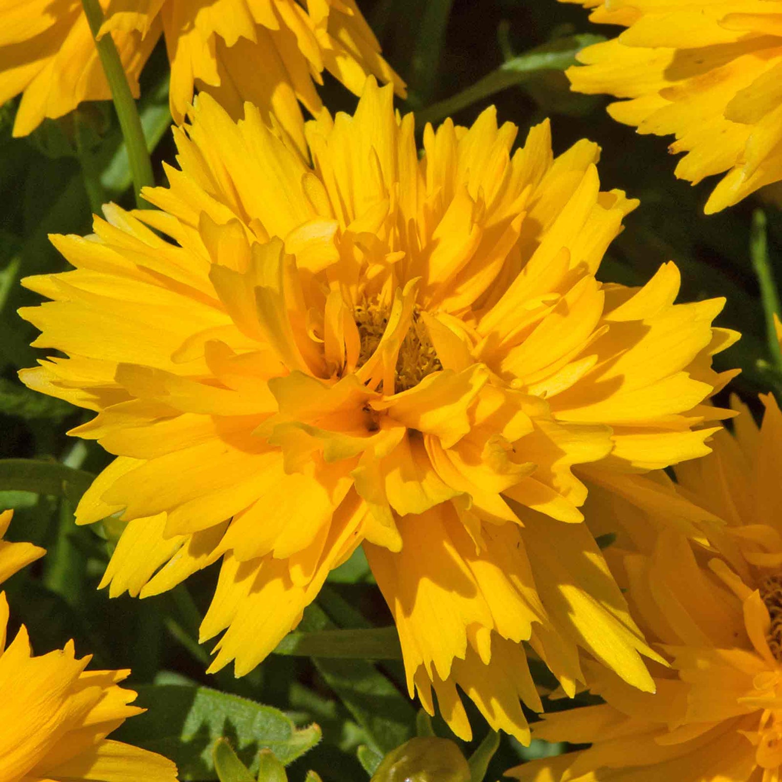 Coreopsis 'double The Sun' - Compact Double-flowering Yellow Perennial Plant | 3 x 9cm | Yellow