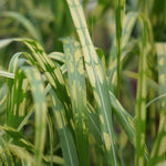 Miscanthus 'giganteus Alligator' Variegated Ornamental Grass 9cm | Set of 1 | Multi