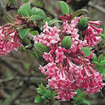 Viburnum Dawn Fragrant Winter Flowering Pink Shrub Large In A 3 Litre Pot