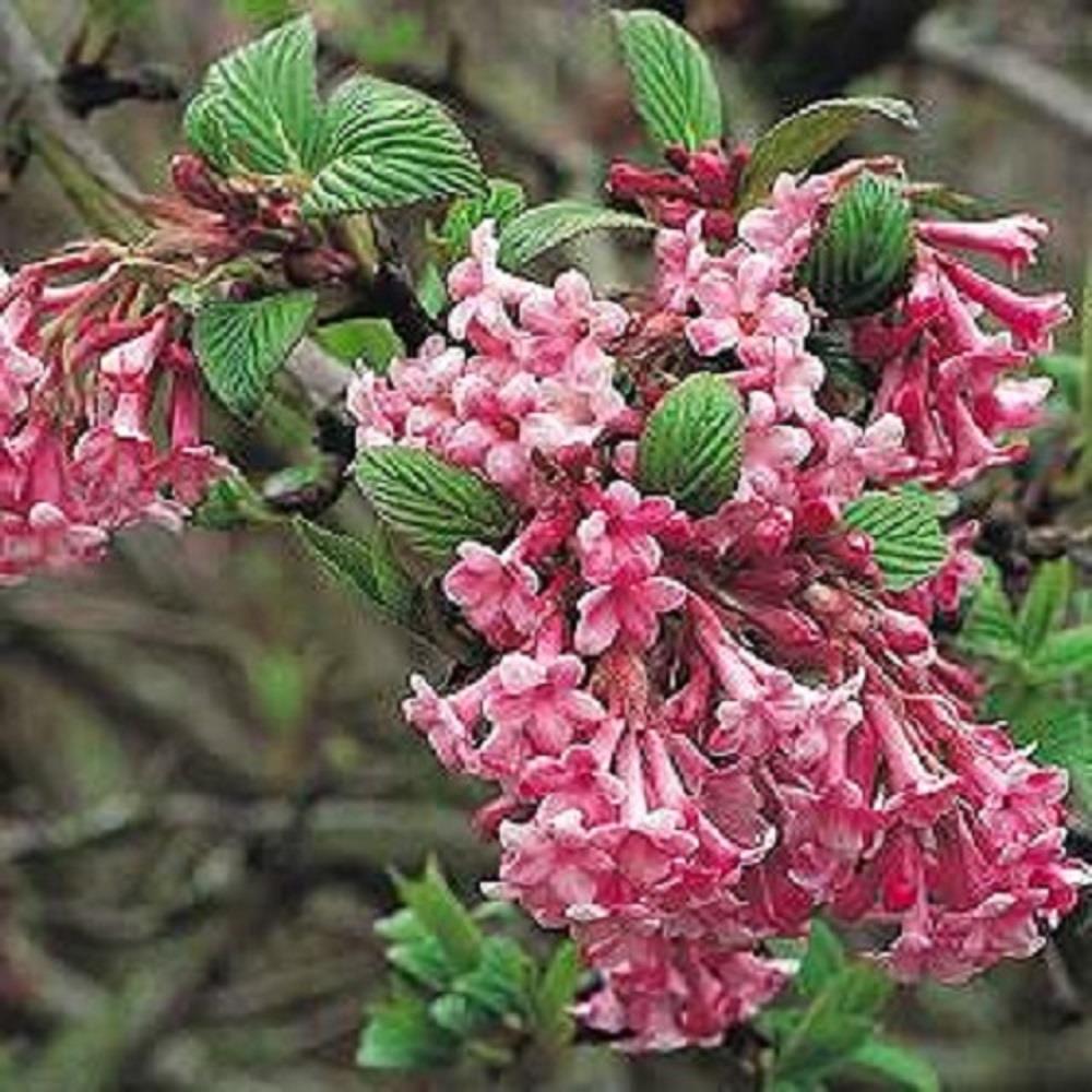 Viburnum Dawn Fragrant Winter Flowering Pink Shrub Large In A 3 Litre Pot
