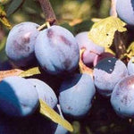 Direct Plants Prunus Damson Merryweather Plum Fruit Tree 5-6ft Supplied In A 7.5 Litre Pot