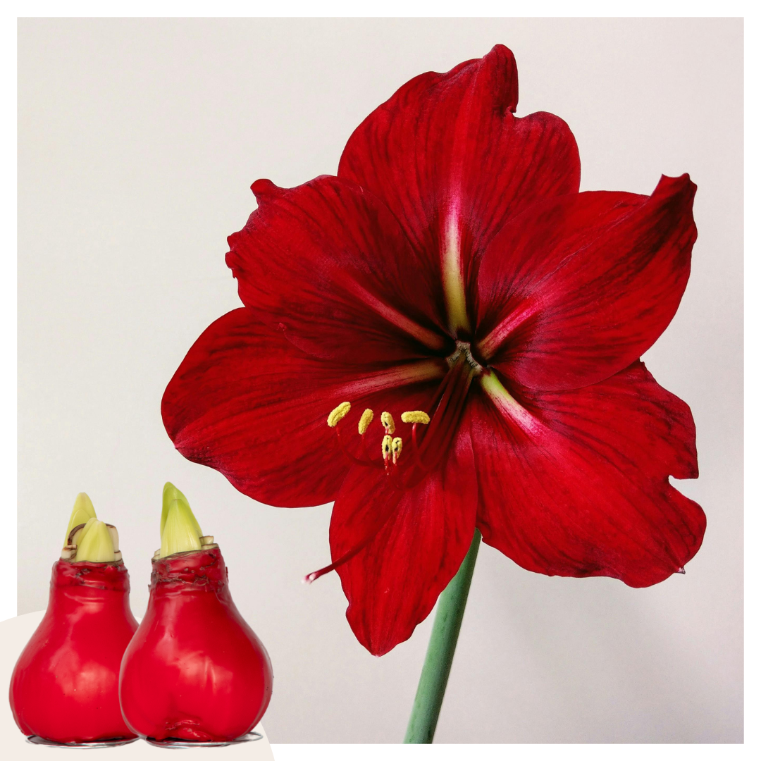 Amaryllis - Hippeastrum 'wax Red' - Flower Bulb - Red