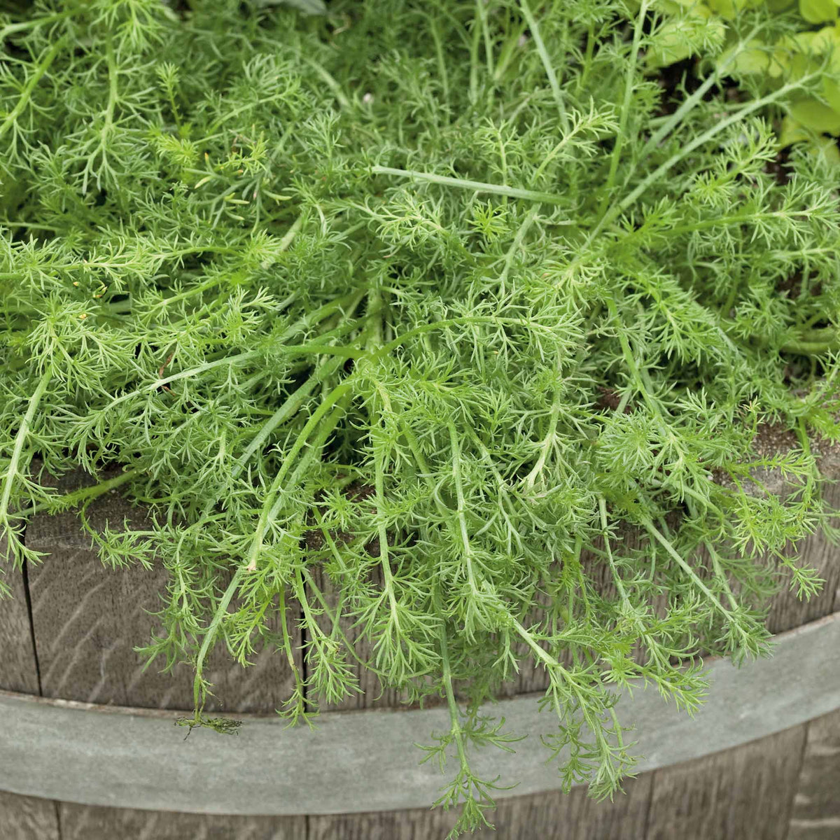 Roman Chamomile 'for Tea' Plant | Set of 3 | Green & White