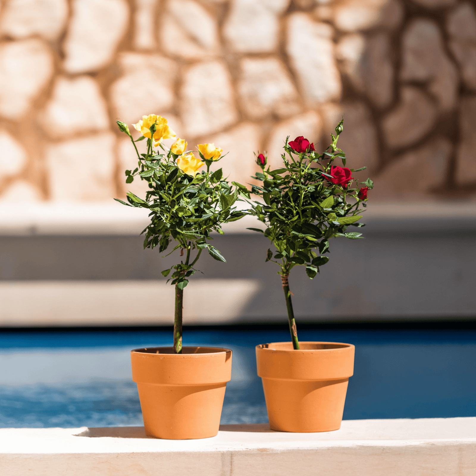 Palace Rose - Height 80-100cm - ⌀19cm | Set-of-2 | Yellow