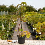 Loganberry Plant Ly654 - Thornless, High Yield | Set of 3 | Red