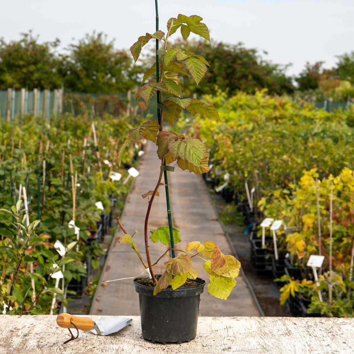 Loganberry Plant Ly654 - Thornless, High Yield | Set of 3 | Red
