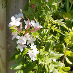 Jasmine 'starry Starry Summer Night' Climbing Plant | 1 x 9cm | Green & Pink