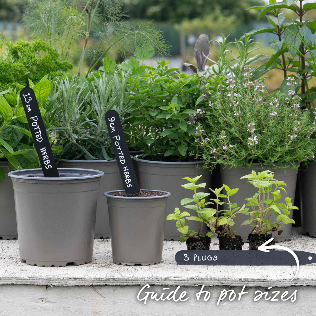 Mint 'garden' Hardy Perennial Herb | 6 x Plug Plants | Green