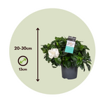 Cape Jasmine - 2 Pcs. - Gardenia Jasminoides - Height 20-30cm - ⌀13cm | Set of 2 | White
