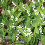 Lily Of The Valley (convallaria Majalis) - Hardy Fragrant Perennial | 5 x Bulbs | Multi