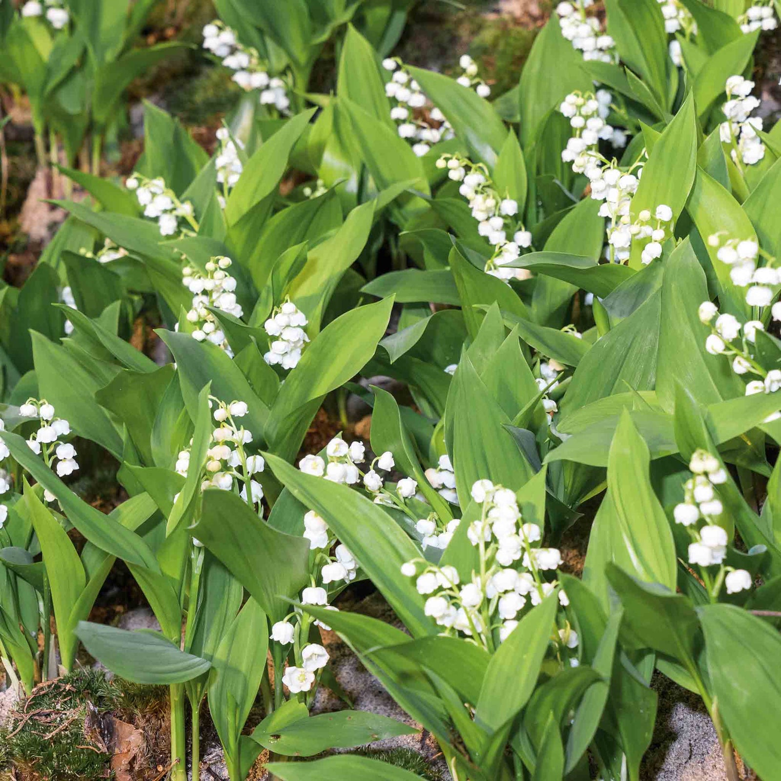 Lily Of The Valley (convallaria Majalis) - Hardy Fragrant Perennial | 3 x 9cm | Multi