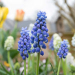 Grape Hyacinth Muscari Armeniacum | 50 x Bulbs | Multi