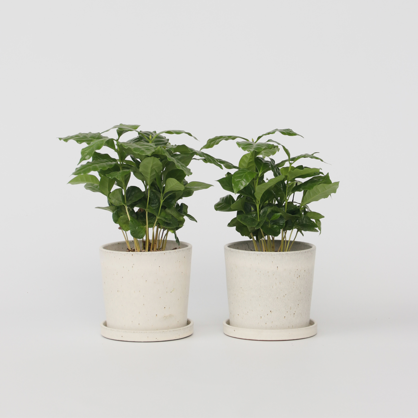 Coffee Plant - 2 Pcs. - Coffea Arabica - Height 25-40cm - ⌀12cm | Set of 2 | Green