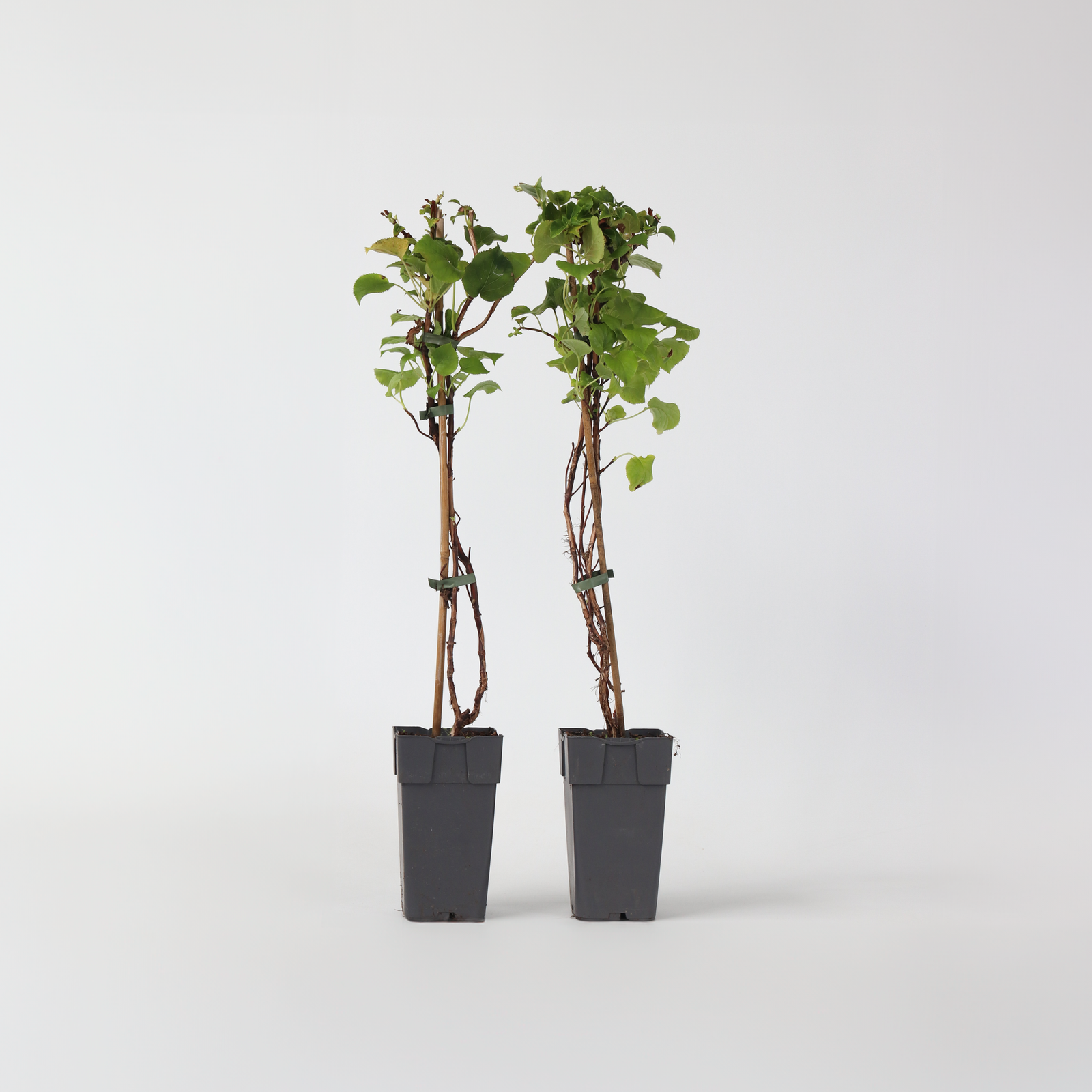 Hortensia - 2 Pcs. - Hydrangea Anomale Petiolaris - Height 60-70cm - ⌀15cm