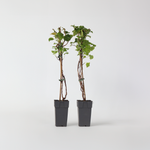 Hortensia - 2 Pcs. - Hydrangea Anomale Petiolaris - Height 60-70cm - ⌀15cm