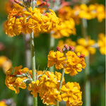 Primula Bulleyana - 9cm Pot | 1 x 9cm | Yellow