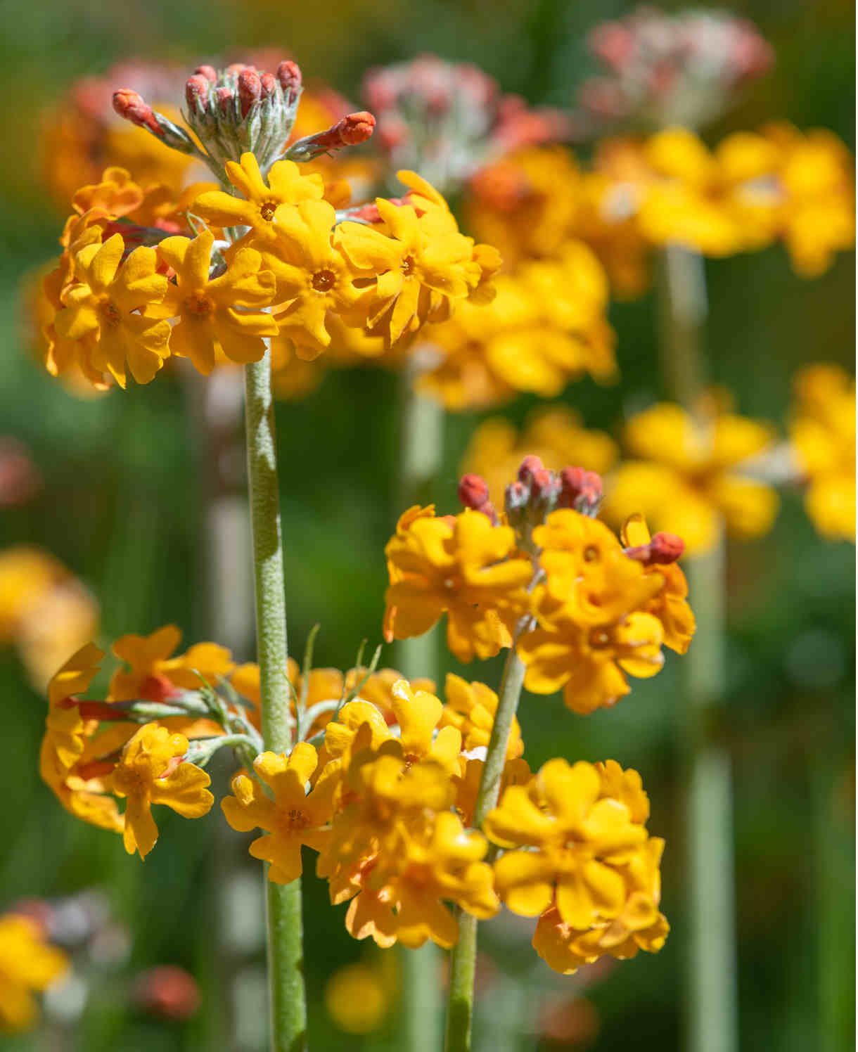 Primula Bulleyana - 9cm Pot | 1 x 9cm | Yellow