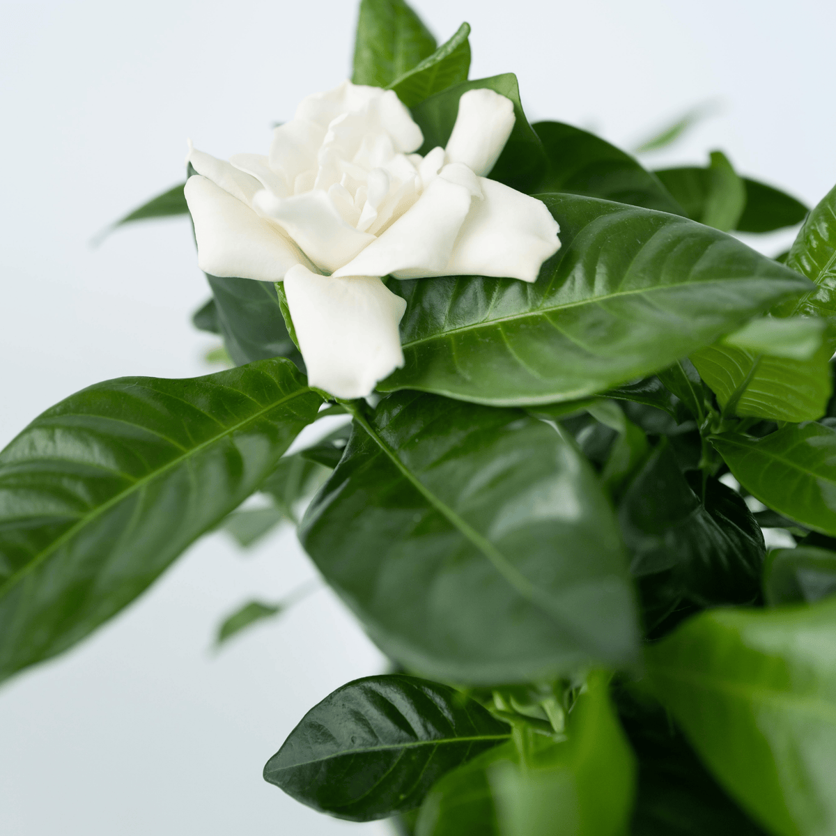 Cape Jasmine - Gardenia Jasminoides - Height 20-30cm - ⌀13cm | Set of 1 | White