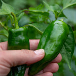 Chilli Plant 'padron' 50cm - Mild Spanish Tapas Pepper | 6 x 9cm | Green