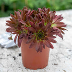 Sempervivum 'coral Red' - Hardy, Drought-tolerant For Pots & Rock Gardens | 3 x 9cm | Multi