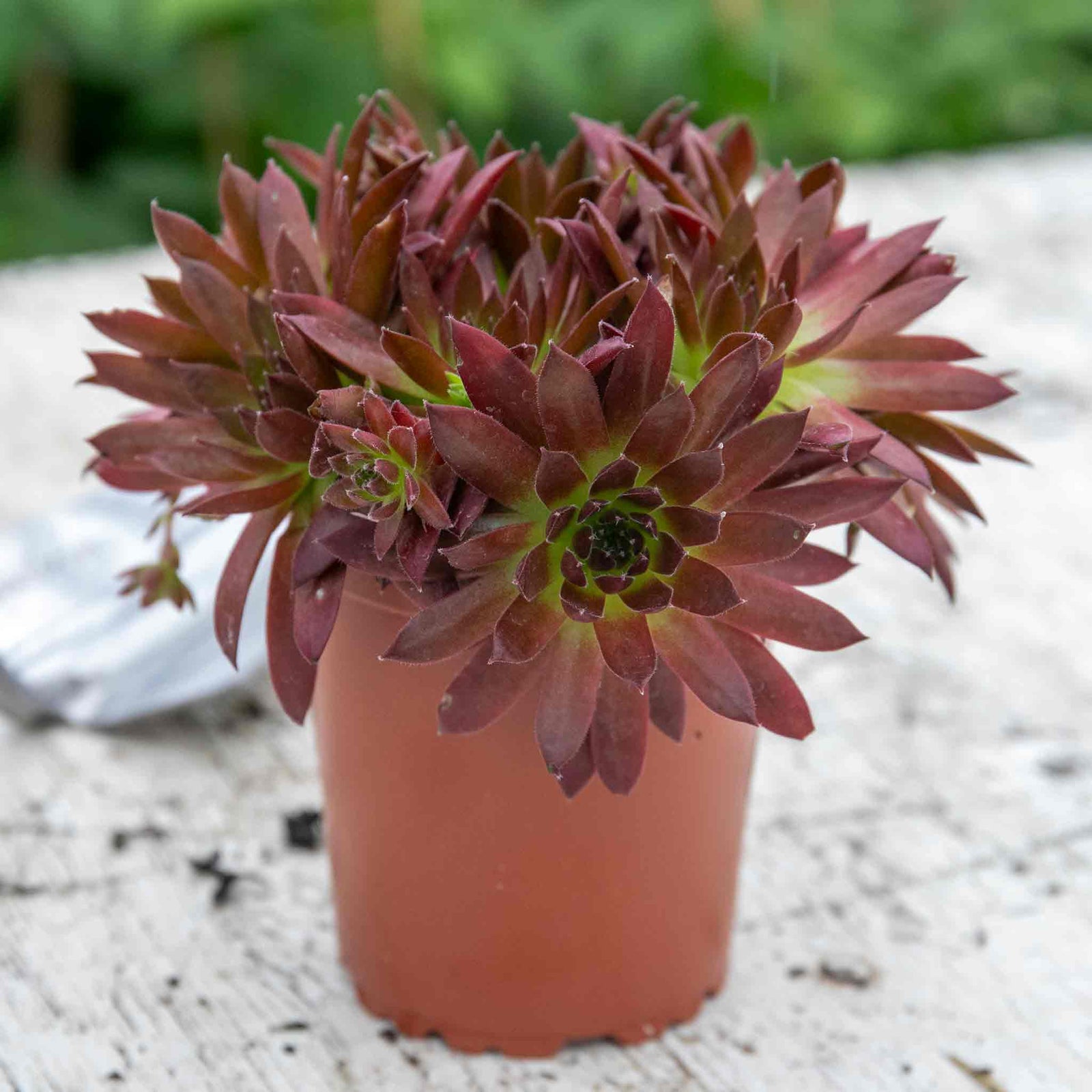 Sempervivum 'coral Red' - Hardy, Drought-tolerant For Pots & Rock Gardens | 3 x 9cm | Multi