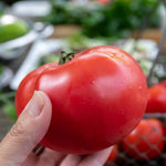 Cordon Tomato 'big Daddy', Beefsteak Up To 425g 9cm Plants | Set of 3