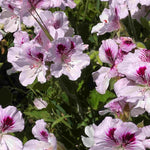 Hayloft Pelargonium Mosquitaway Collection - 3 Young Plants 1 Of Each