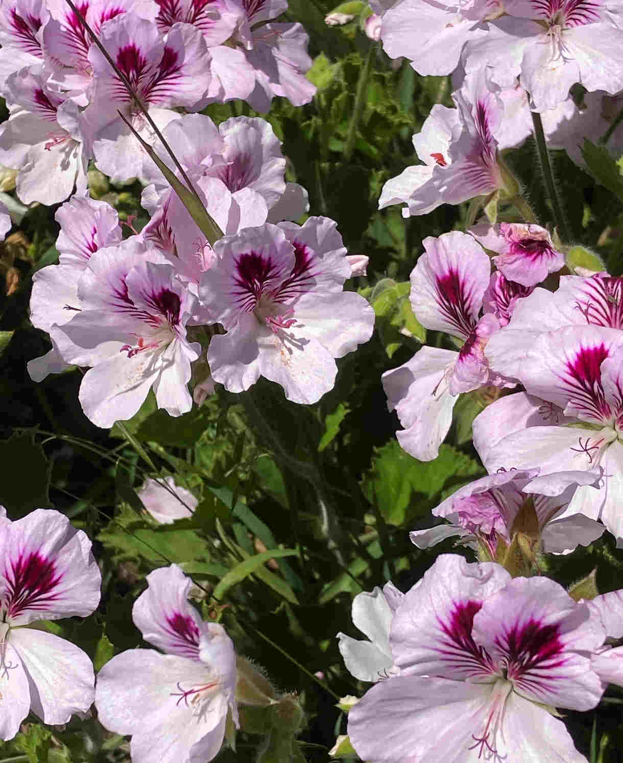 Hayloft Pelargonium Mosquitaway Collection - 3 Young Plants 1 Of Each