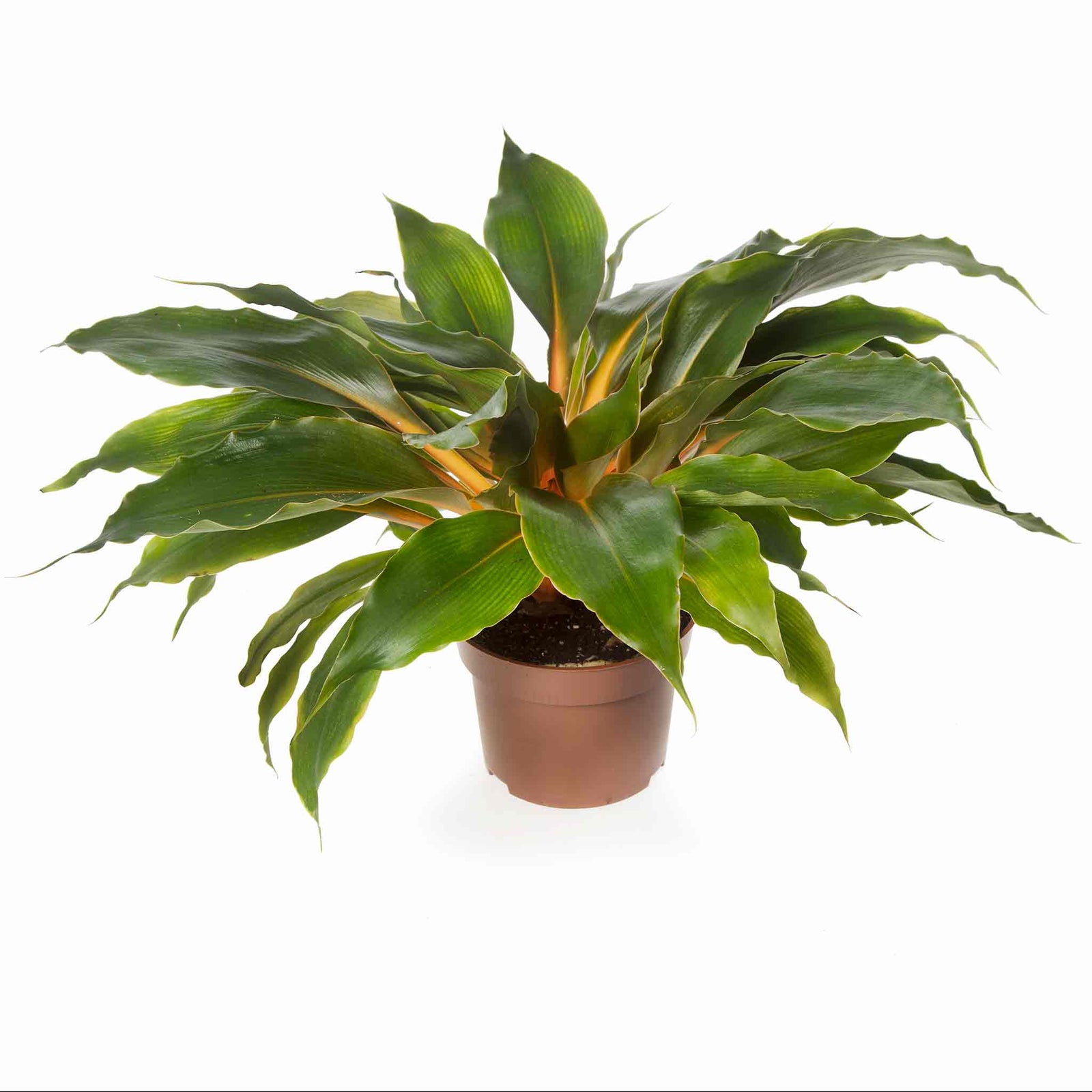 Chlorophytum Orchidastrum (mandarin Plant) Seeds | 20 Seeds | Green & Gold
