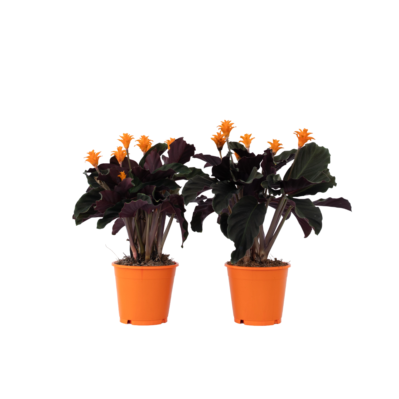 Prayer Plant - 2 Pcs. - Calathea Crocata 'tassmania' - Height 40-50cm - ⌀14cm | Set of 2 | Orange