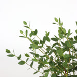 Gum Bush - 2 Pcs. - Eucalyptus Parvifolia 'oliva' - Height 35-45cm - ⌀15cm