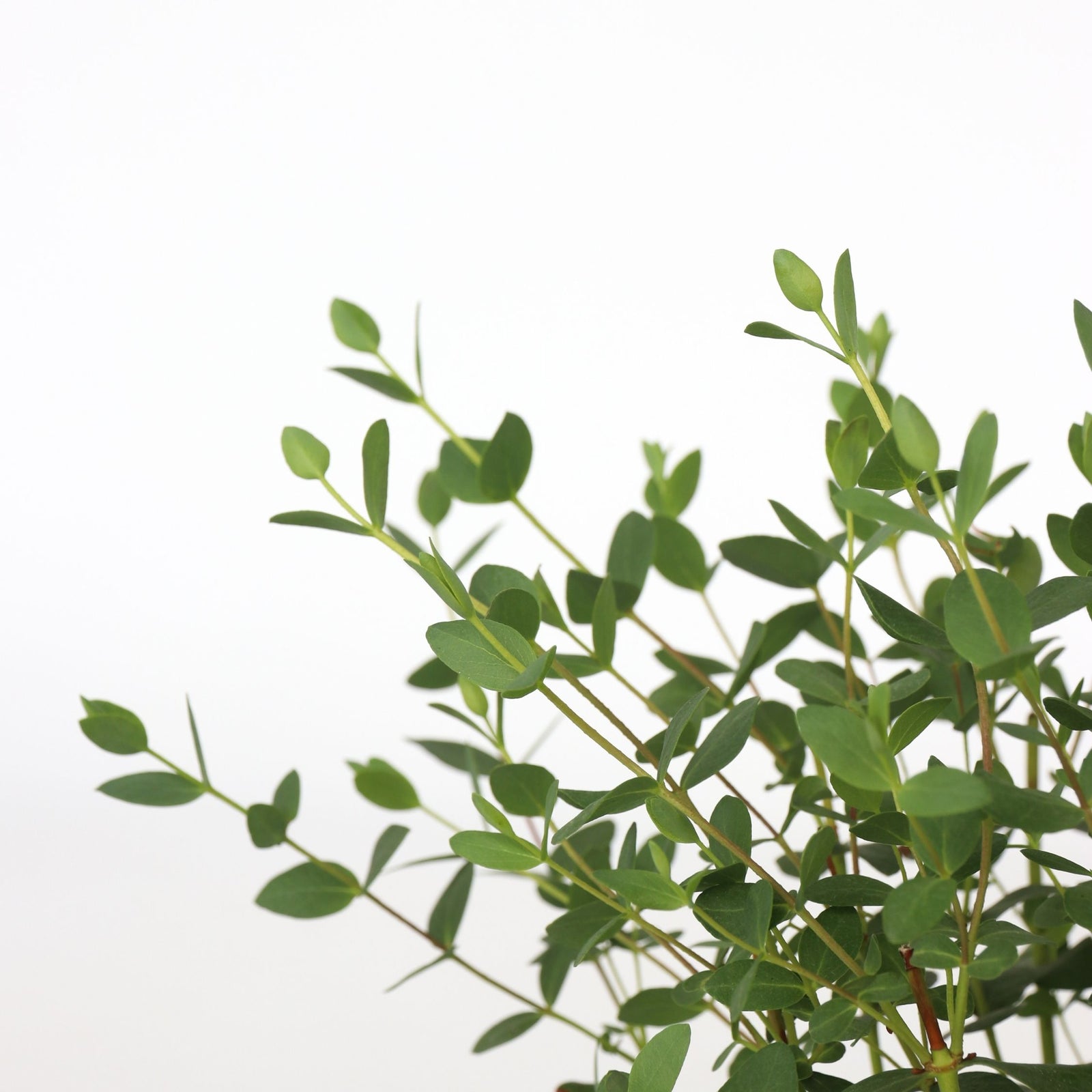 Gum Bush - 2 Pcs. - Eucalyptus Parvifolia 'oliva' - Height 35-45cm - ⌀15cm