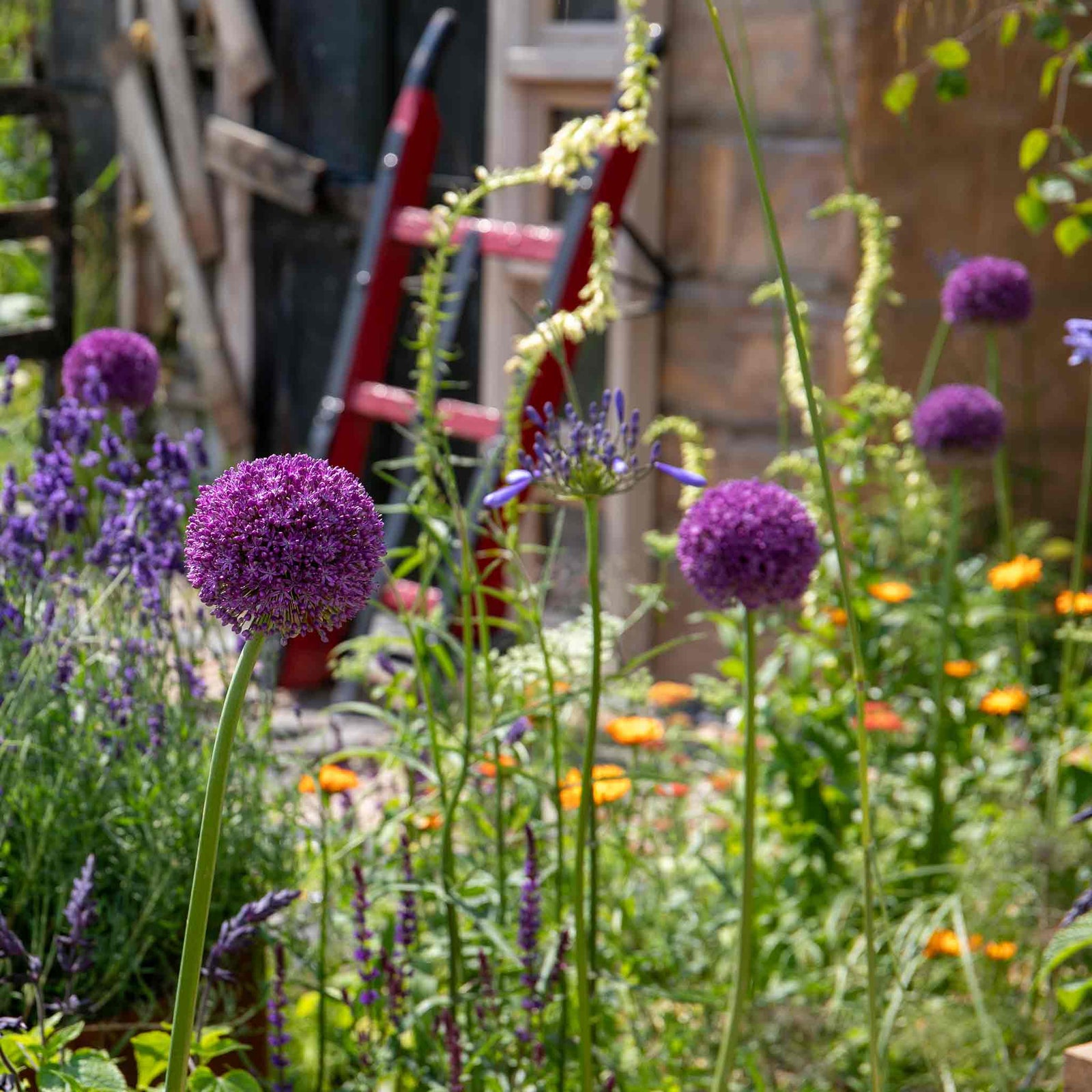 Allium 'purple Sensation' Rhs Agm Pollinator-friendly | 10 x Bulbs | Violet