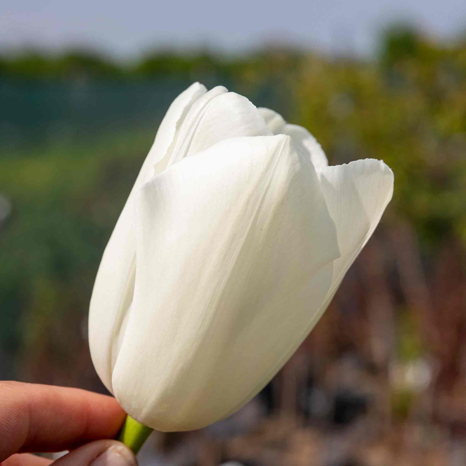 Tulip Clearwater - 1pure White, 50-100 Cm | Set of 10 | White