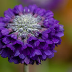 Primula Capitata Mooreana - Purple Drumstick Primula Set Of 3 In 9cm Pots