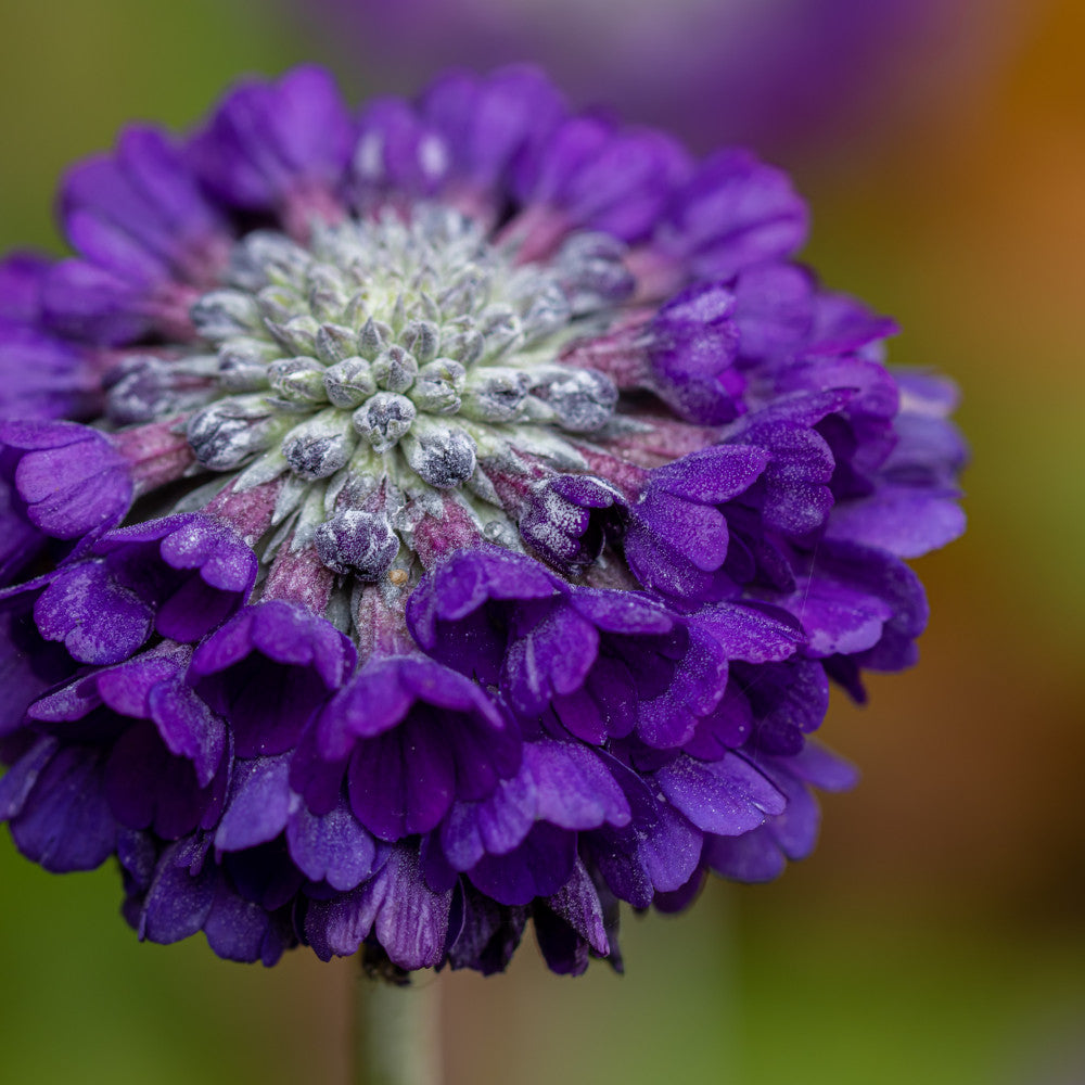 Primula Capitata Mooreana - Purple Drumstick Primula Set Of 3 In 9cm Pots
