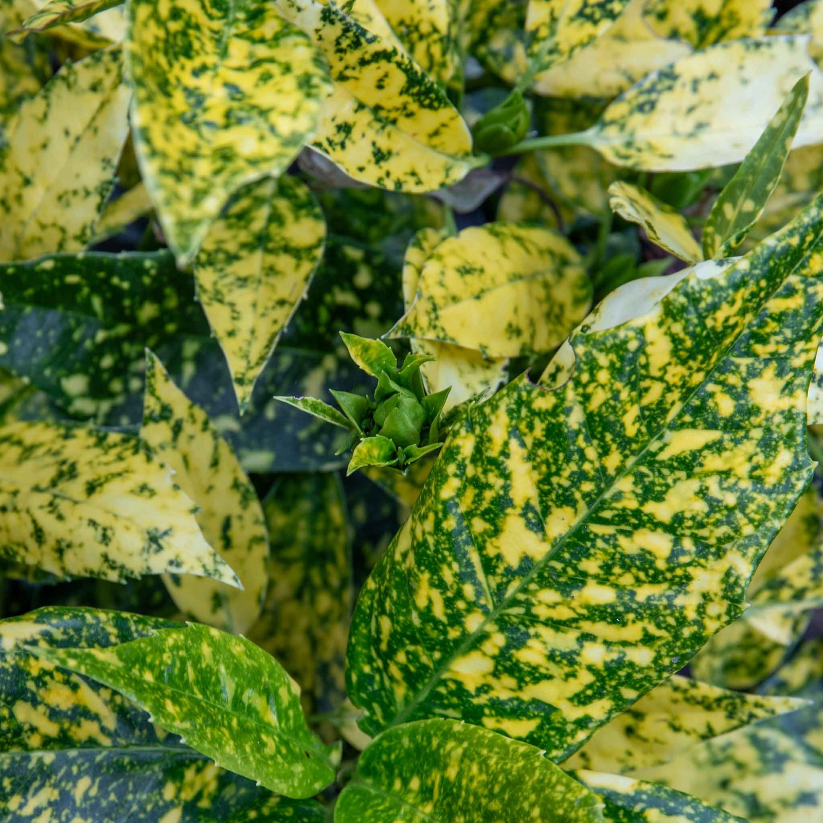 Aucuba Japonica 'golden Girl' Compact Shade-tolerant Evergreen Plant | 2.5l | Lime Green