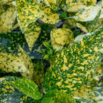 Aucuba Japonica 'golden Girl' Compact Shade-tolerant Evergreen Plant | 3 x 9cm | Lime Green