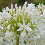 Agapanthus Everpanthus Ever White - 9cm Pot | 1 x 9cm | Creamy White