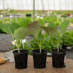 Spring Cabbage Durham Early Compact Early-maturing 12 Garden-ready Plants | Set of 12 | Green