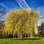 Salix Chrysocoma Weeping Willow Tree 5-6ft Supplied In A 7.5 Litre Pot