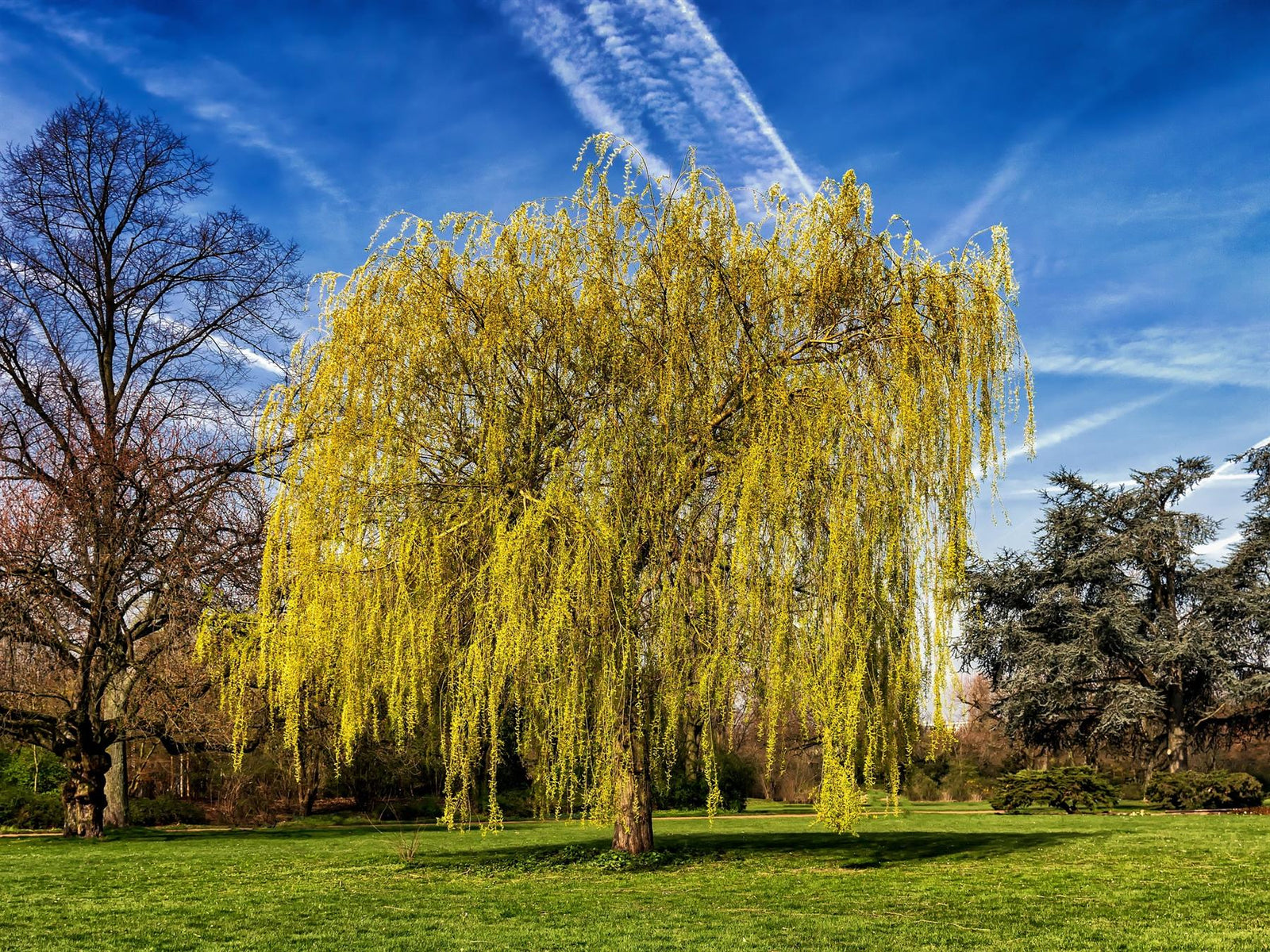 Salix Chrysocoma Weeping Willow Tree 5-6ft Supplied In A 7.5 Litre Pot